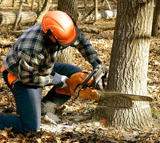 Tree Removal in Angier, NC